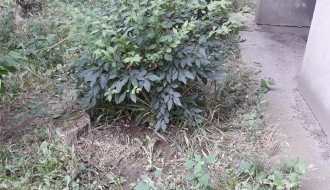 Nepokošena trava u MZ Peščara