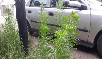 Nepokošena trava u MZ Peščara