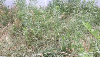 Nepokošena trava u MZ Peščara