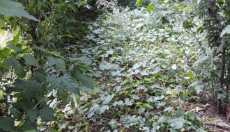 Nepokošena trava u MZ Peščara