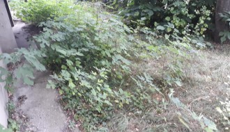 Nepokošena trava u MZ Peščara