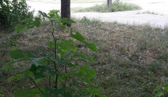 Nepokošena trava u MZ Peščara