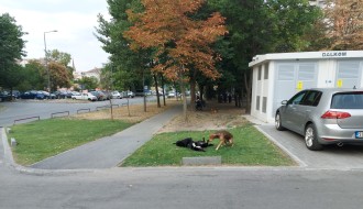 Čopor pasa lutalica uznemirava prolaznike na Prozivci