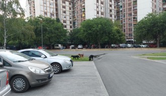 Čopor pasa lutalica uznemirava prolaznike na Prozivci