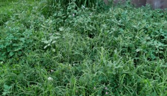 Neodnešeno posečeno granje i trava