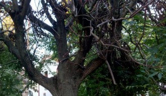 Neodnešeno posečeno granje i trava