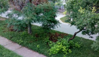 Neodnešeno posečeno granje i trava