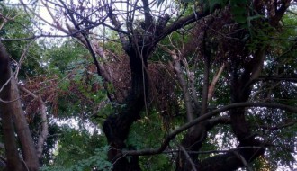 Neodnešeno posečeno granje i trava