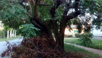 Neodnešeno posečeno granje i trava