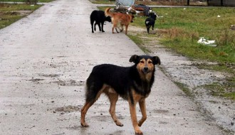 Problem pasa lutalica u Teslinom naselju