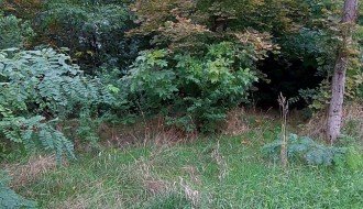 Trava i drveće na putu prema industrijskoj zoni