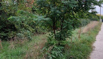 Trava i drveće na putu prema industrijskoj zoni