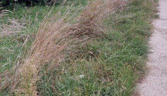 Trava i drveće na putu prema industrijskoj zoni