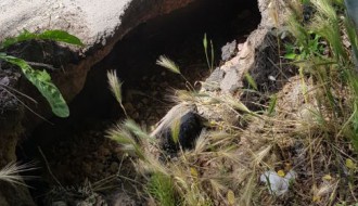 Veliki Radanovac - problemi