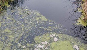 Ne može se disati koliko smrdi kanal u Bajmoku