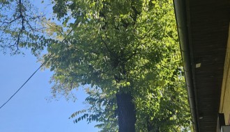 Orezivanje stabala na Karađorđevom putu