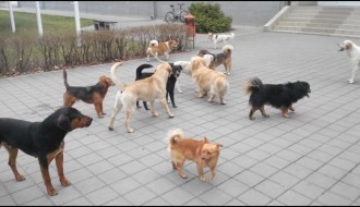 Čopor od 10 lutalica na uglu Beogradskog puta i Aksentija Marodića