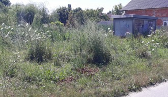 Jasibara - nepokošena trava