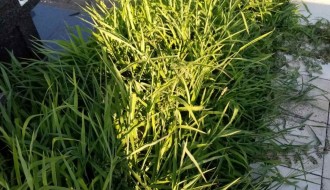 Neodržavano groblje (Crkveni deo) u Dudovoj šumi