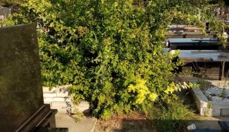 Neodržavano groblje (Crkveni deo) u Dudovoj šumi