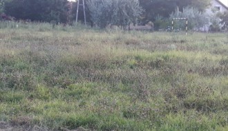 Molimo nadležne da košenje dečijih parkova odrade DO KRAJA!