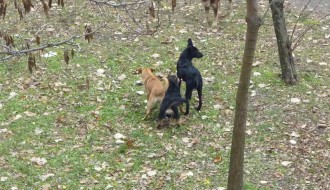 Psi lutalice u Subotici