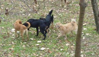 Psi lutalice u Subotici