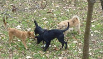 Psi lutalice u Subotici