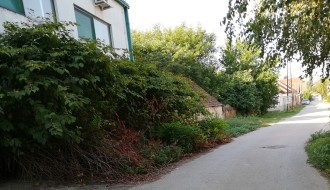 Rasadnik ambrozije u Ulici Staniše Neorčića