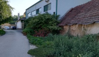 Rasadnik ambrozije u Ulici Staniše Neorčića