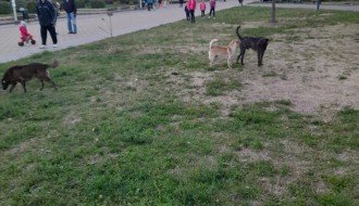 Psi lutalice na Prozivci (kod bazena)