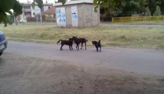 Grupa pasa ponovo u našem Keru