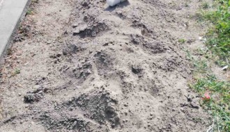 Vandalizam na Bajskom groblju