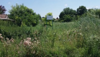 Nepokošena Jasibara rasadnik ambrozije