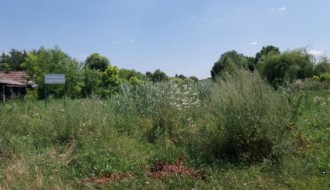 Nepokošena Jasibara rasadnik ambrozije