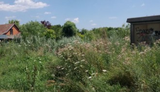 Nepokošena Jasibara rasadnik ambrozije