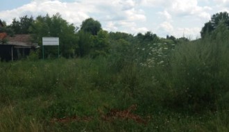 Nepokošena Jasibara rasadnik ambrozije