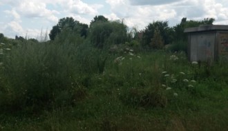 Nepokošena Jasibara rasadnik ambrozije