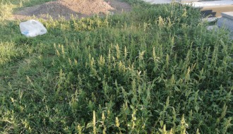 Zapušteno groblje na Paliću