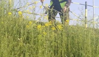 Zapušteno zelenilo na i oko Majšanskog mosta