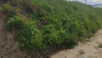 Zapušteno zelenilo na i oko Majšanskog mosta