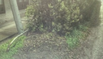 Saobraćajni znakovi zaklonjeni rastinjem (Tavankut)