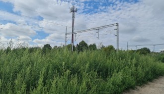 Ambrozija i ostali korovi pored nove pruge (na Paliću, u ulici Marka Oreškovića)