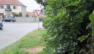 Rastinje iz dvorišta