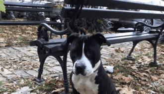 Čipovan pas vraćen vlasniku i opet je na ulici!