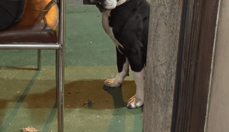 Čipovan pas vraćen vlasniku i opet je na ulici!