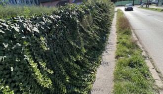 Ambrozija u Teslinoj ulici