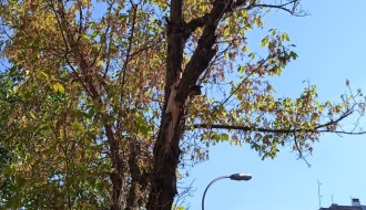 Suva grana na ulazu u zgradu u Pazinskoj ulici