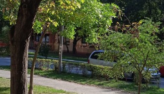 Suva grana na ulazu u zgradu u Pazinskoj ulici