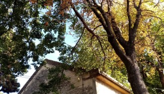 Problem orezivanja drveća iznad kuća u Harambašićevoj ulici